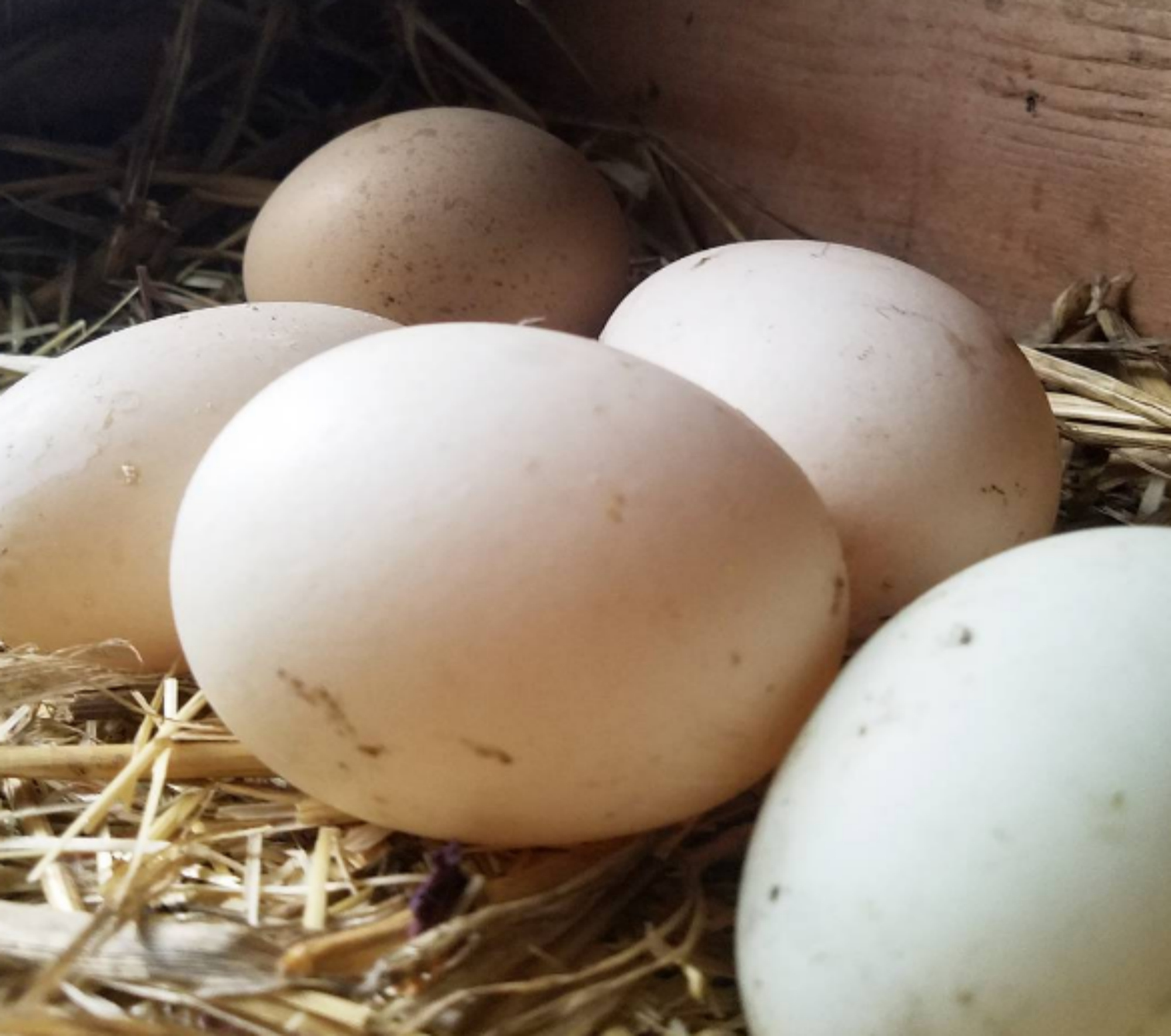 Are Duck Eggs Laid In Water Safe To Eat